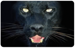 PANTHER